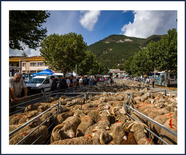 Saint André les Alpes. Foire Agricole