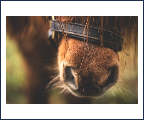 Noël à Sisteron, Balades à poney et déambulations