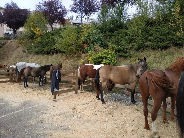 Foire aux Bovins et Chevaux 2026 à Seyne