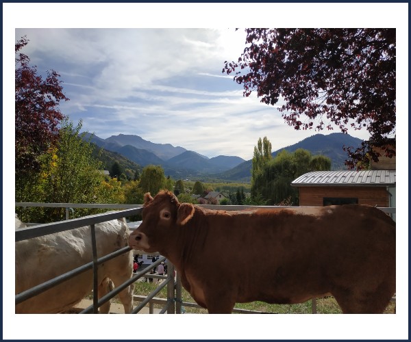 Seyne les Alpes. Foire aux Bovins et aux Chevaux
