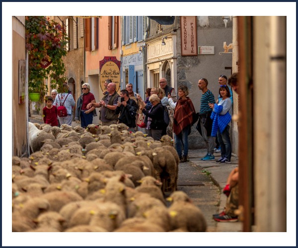 Colmars les Alpes. Transhumance avec le troupeau, descente de l'alpage