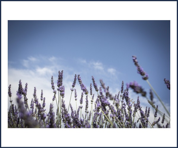 Barrême. Atelier plantes aromatiques et médicinales