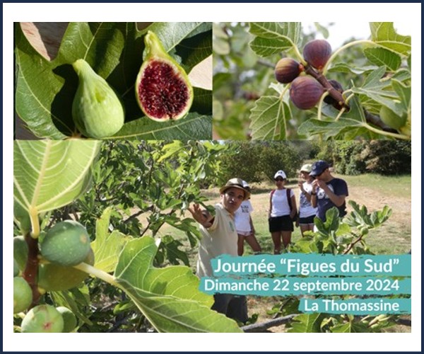 Manosque. À la découverte des figues du Sud