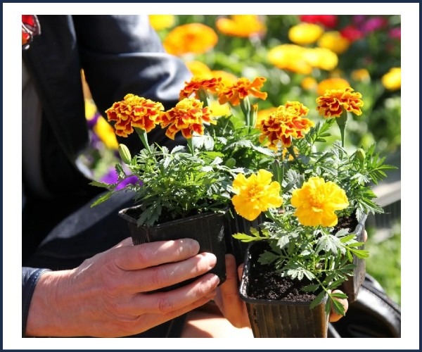 16ème Foire aux Fleurs et aux Saveurs à Seyne les Alpes