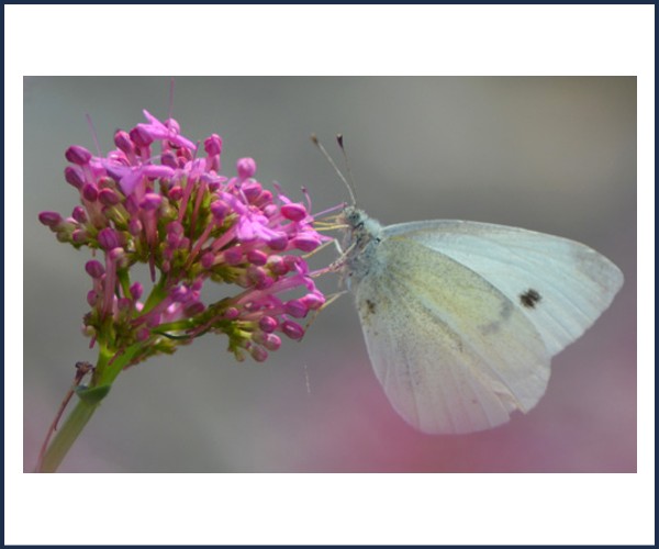 Oraison. Rencontre grainothèque Les insectes au jardin