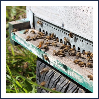 Le Rucher des Pénitents