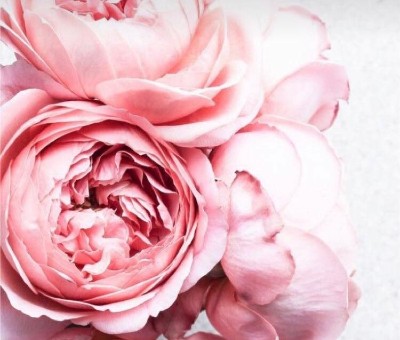 La Fleuristerie Le Roc Fleuri Castellane