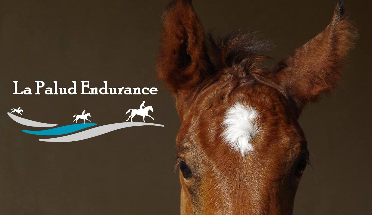 Campagne la Palud Gîte Equestre