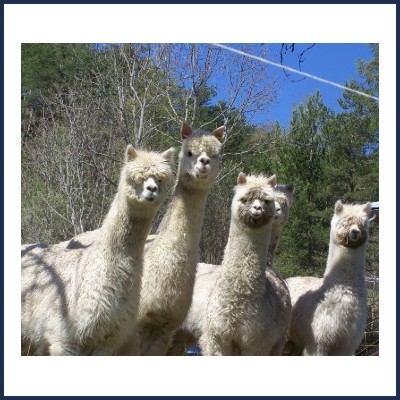 Ferme au Doux Mélèze