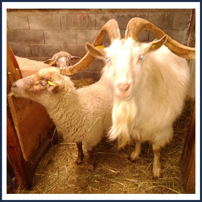 La Ferme des Sagnes Turriers