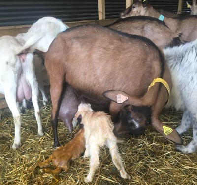 La Ferme du Haut des Cîmes Auzet