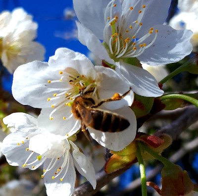 Les Délices d'Ana et Mathéo Le Fugeret