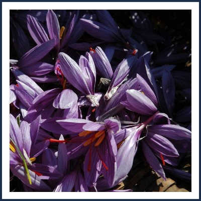 Mathieu Weirich Agriculteur