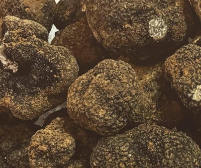 La Truffe Noire de Villedieu