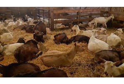 Les Petits Chèvres Gaec