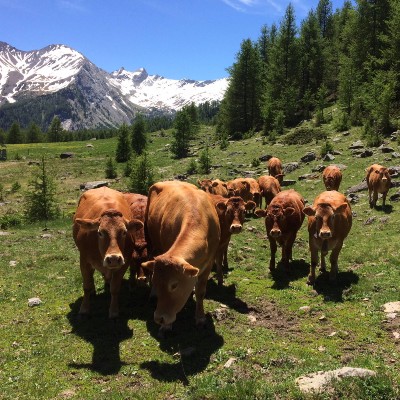 Gaec Ferrand Père et Fils Seyne