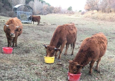 Ferme de Rourebeau Volonne