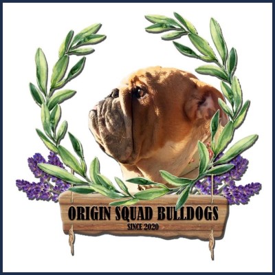 Origin Squad Bulldogs