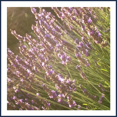 Chambres d'Hôtes Les Costebelles