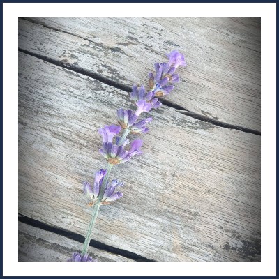 Les Lavandes d'Isabelle et Sébastien