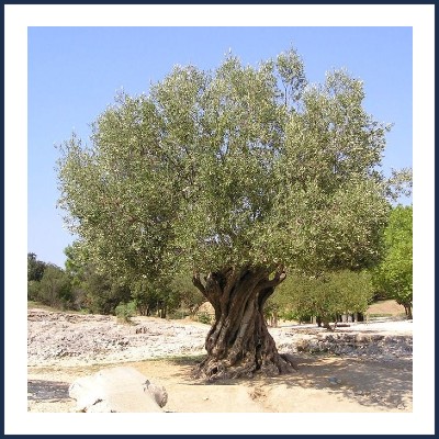 Domaine Les Claux des Oliviers