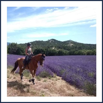 Les Chevaux Jarlandins