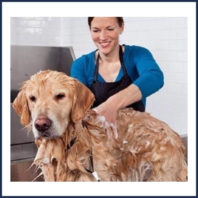 Crèche Canine Pension