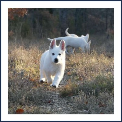 Des Écrins de Sirius