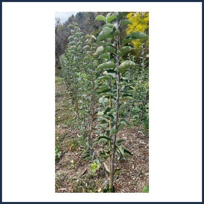  Bourgeons du Verdon Pépinière 